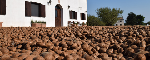 Raccolta delle mandorle - al ritmo della Natura