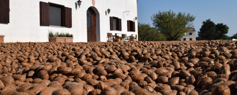 Mandorle di Toritto in guscio: come comprarle bene