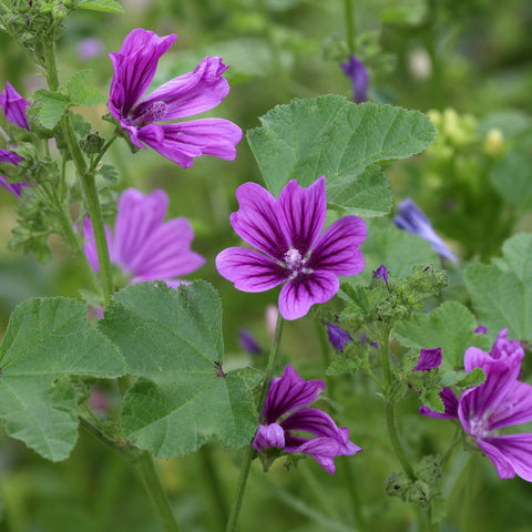 malva bio 100g — immagine botanica