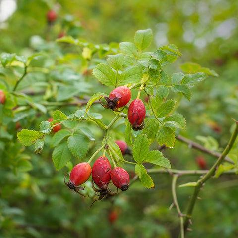 rosa canina bio 100g — immagine botanica