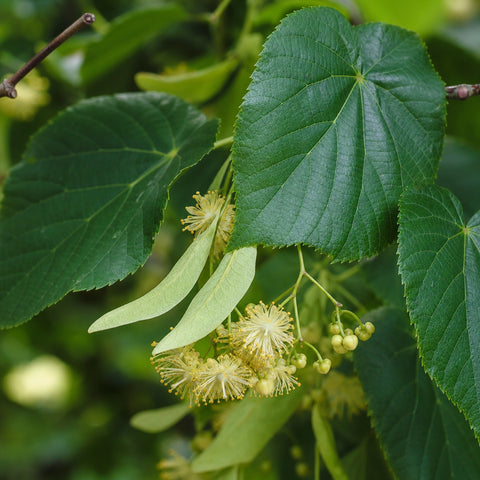 tiglio bio 100g — immagine botanica