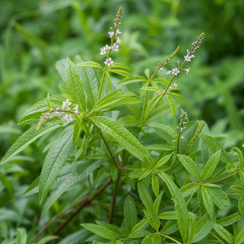 verbena odorosa bio 100g — immagine botanica